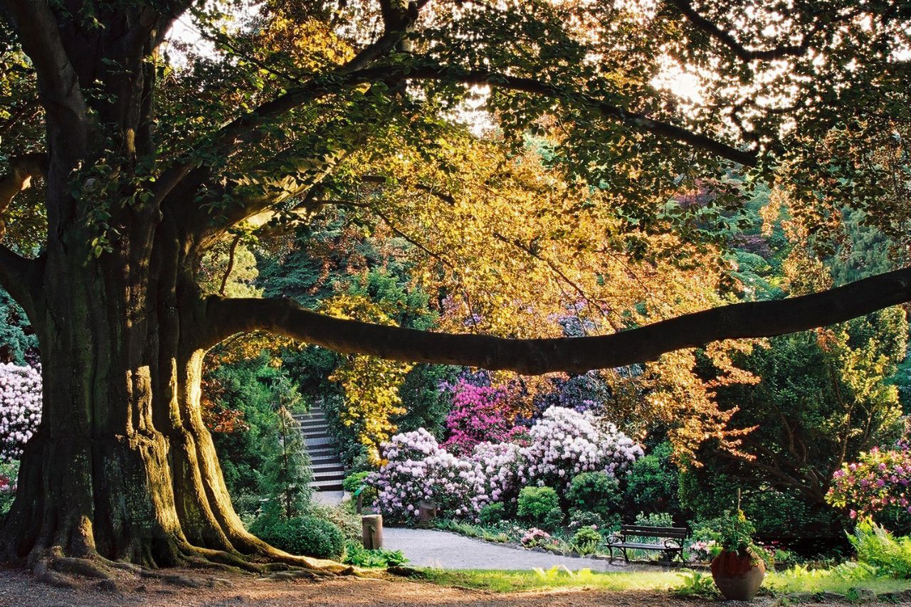 Buk "Serce Ogrodu" w Arboretum Wojsławice - wygrał Konkurs na Europejskie Drzewo Rroku 2024