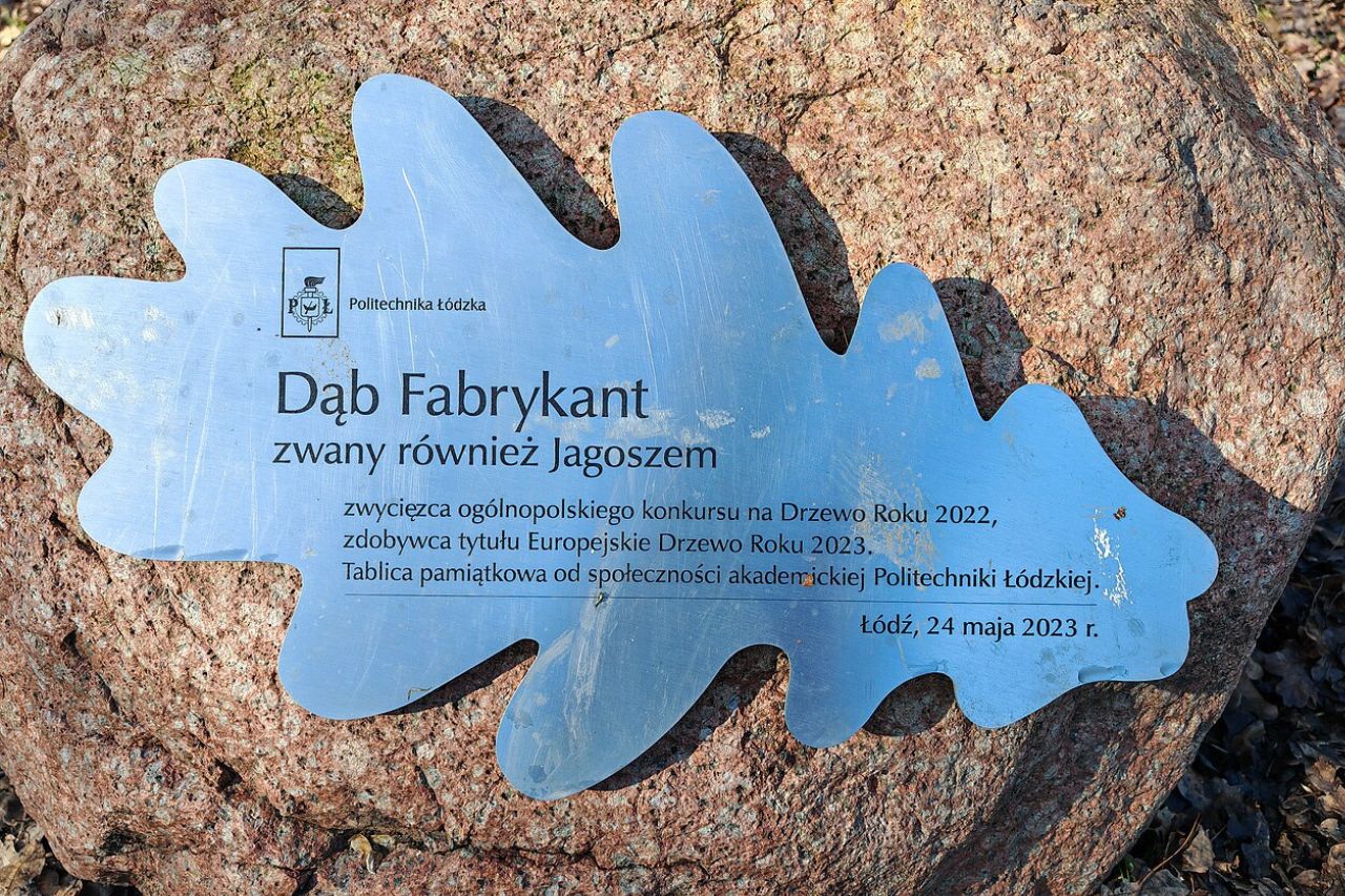 Tabliczka upamiętniająca wygraną w konkursie Europejskie Drzewo Roku 2022 - Dąb "Fabrykant"