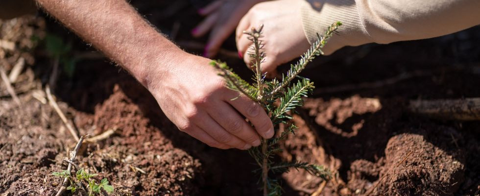 6500 drzew dzięki współpracy z Yves Rocher