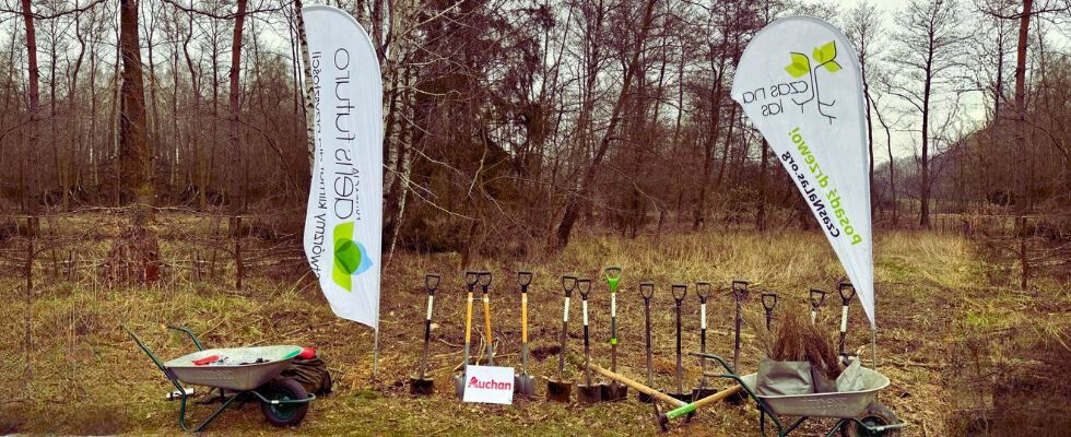 1000 drzew na Pierwszy Dzień Wiosny w gminie Mieścisko
