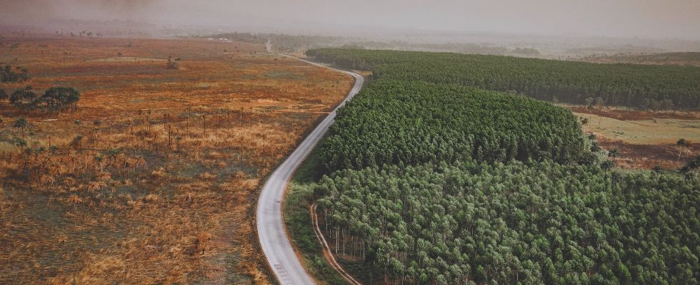 38% gatunków drzew na świecie jest zagrożonych wyginięciem i trafiło na Czerwoną Listę IUCN