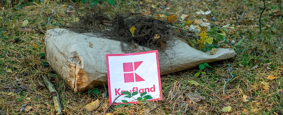 Posadziliśmy 12 040 drzew w Łebie dzięki inspirującej współpracy z marką Kaufland!