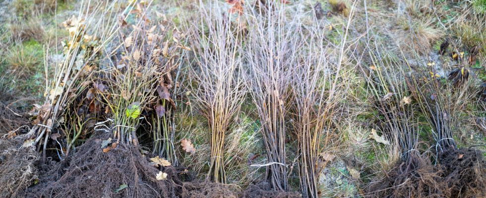 Sadzenie drzew online – realna pomoc dla przyrody - 1375 drzew już rośnie w Radomyślu