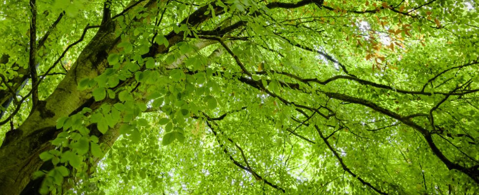 Europejskie Drzewo Roku 2025 - polski buk zwycięzcą!