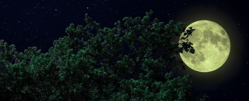 Drzewa śpią – potwierdzają to badania