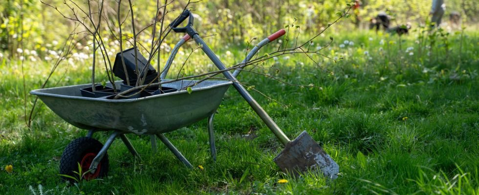 Wirtualne drzewa rosną w Mysłowicach