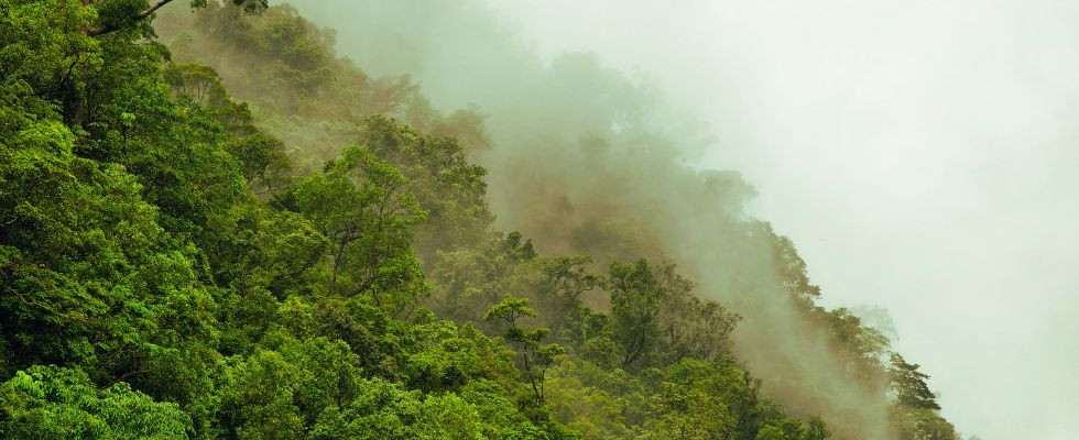 Sadzenie drzew chłodzi planetę – nowe badania