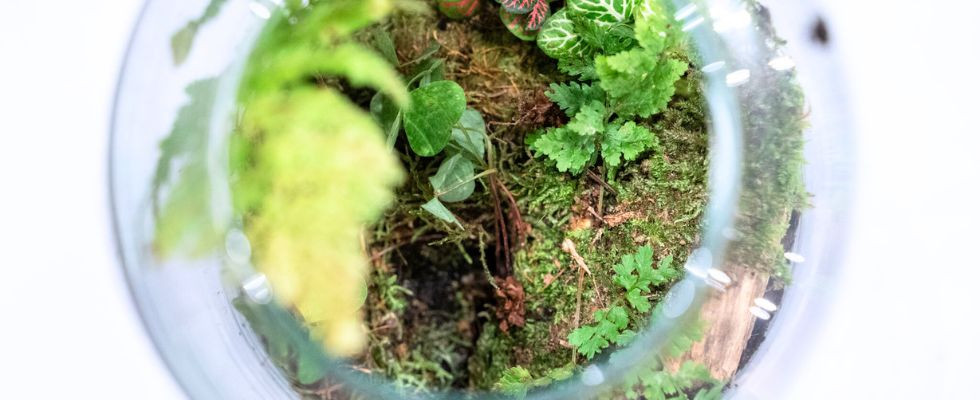 Novy las w słoju – warsztaty pełne relaksu i inspiracji