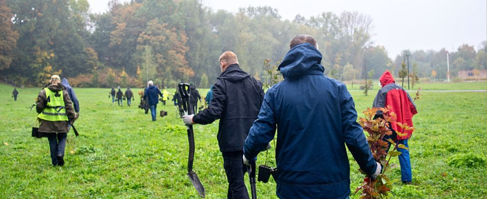 Sadzenie drzew i krzewów w Mysłowicach