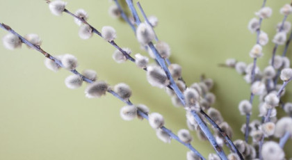 Wierzba w Polsce – znaczenie wierzby dla przyrody, krajobrazu i tradycji