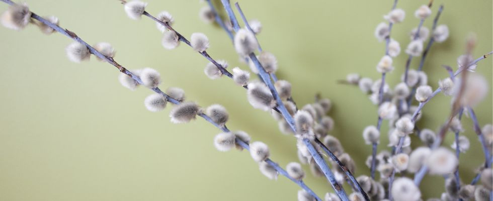 Wierzba w Polsce – znaczenie wierzby dla przyrody, krajobrazu i tradycji