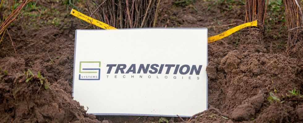 Sadzenie rodzimych gatunków drzew z Transition Technologies – Systems